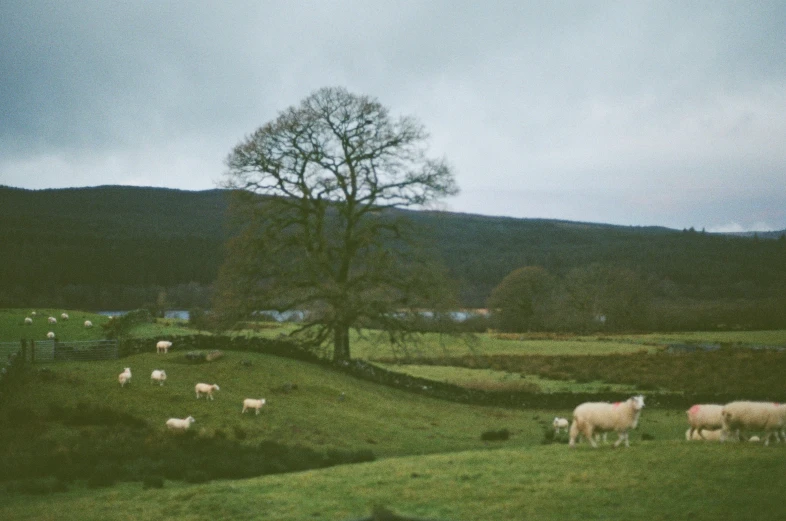 some animals in a grassy field and trees