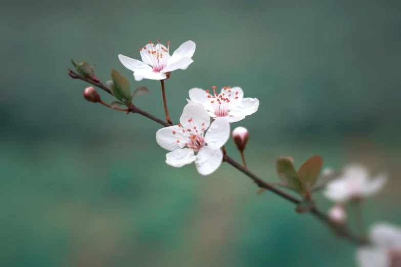 the white flowers have been blooming all over the picture