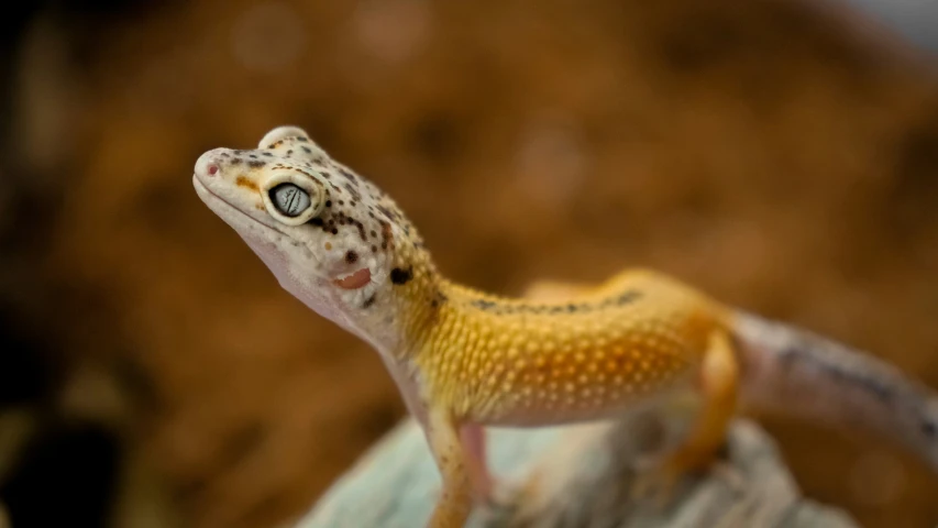 a lizard with an intense look sits on top of some rocks