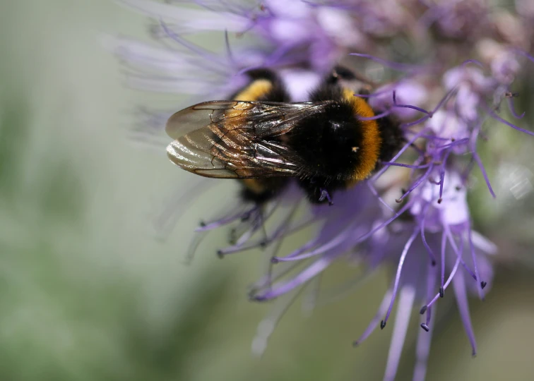 two bees are perched on a purple flower