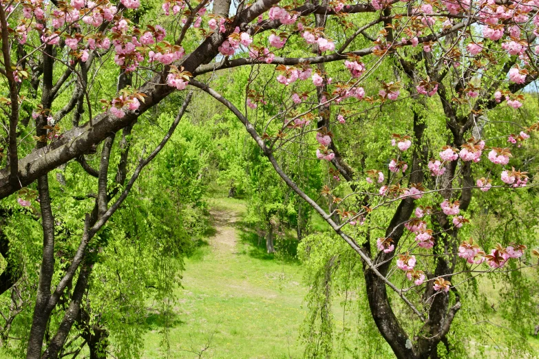 an image of blooming trees at the end of the trail