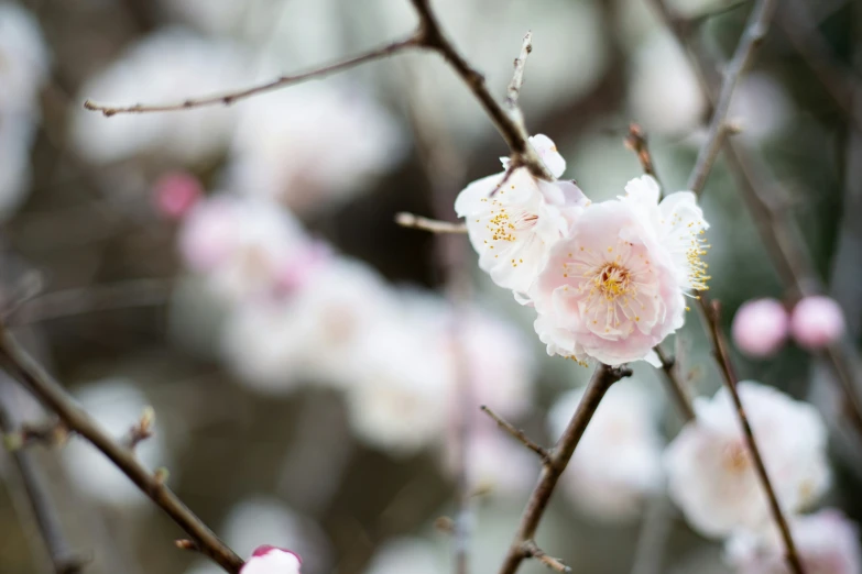 flowers growing on a nch in a tree