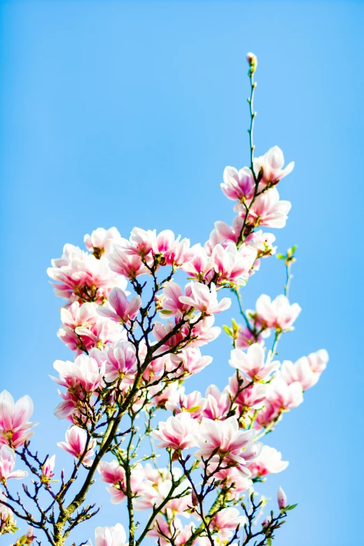 a blooming tree in front of a blue sky