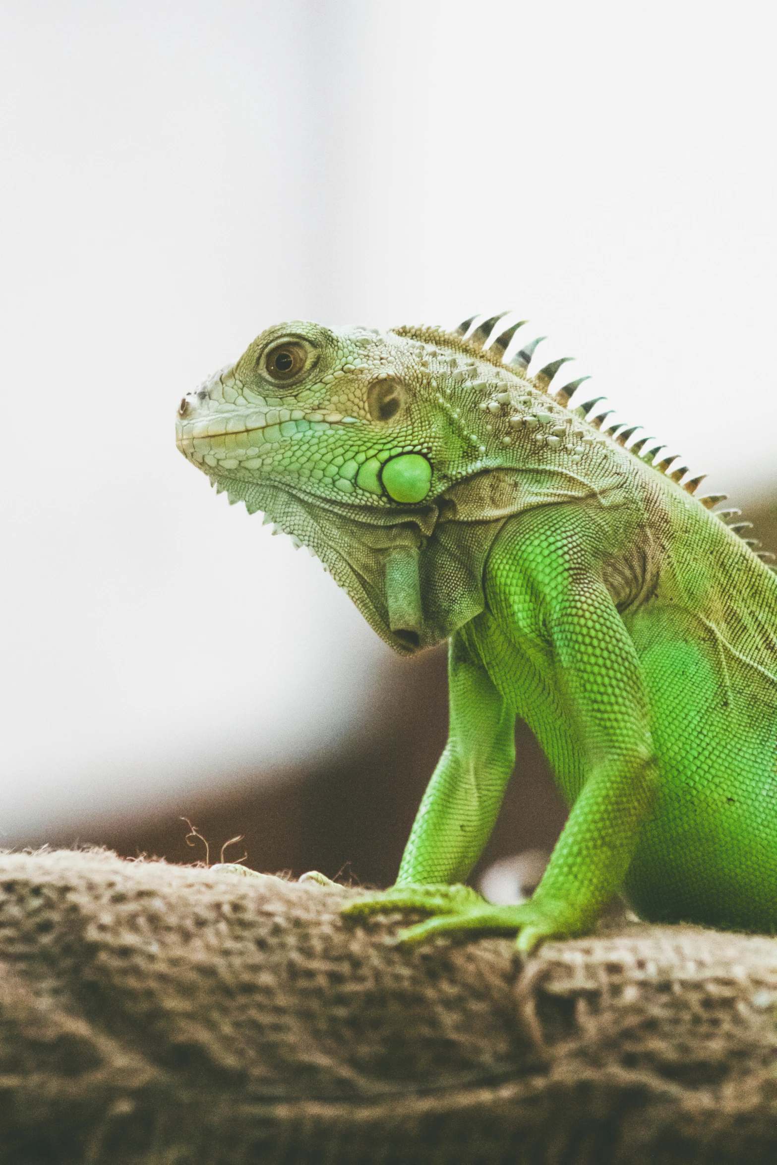 a large green lizard is sitting on the nch