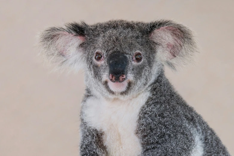 a little baby koala sitting on the floor