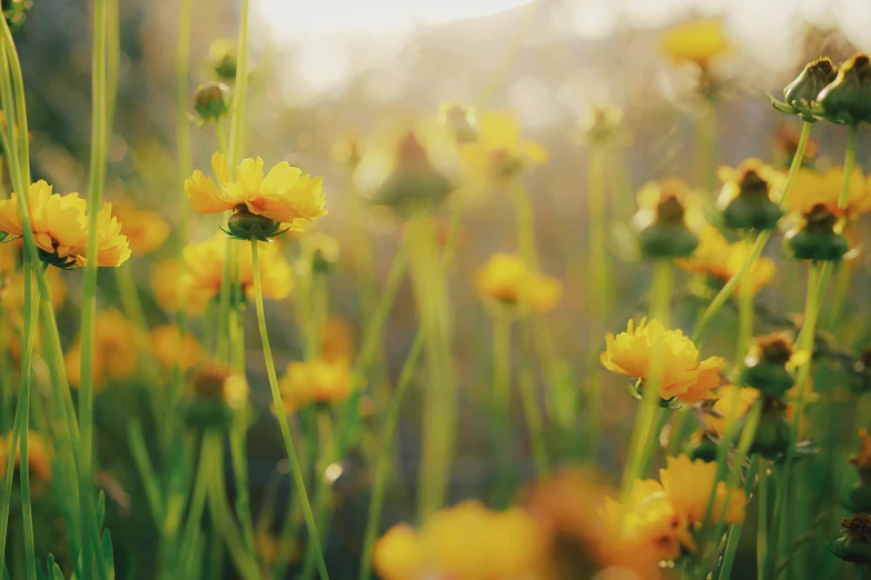 many yellow flowers are standing in the grass