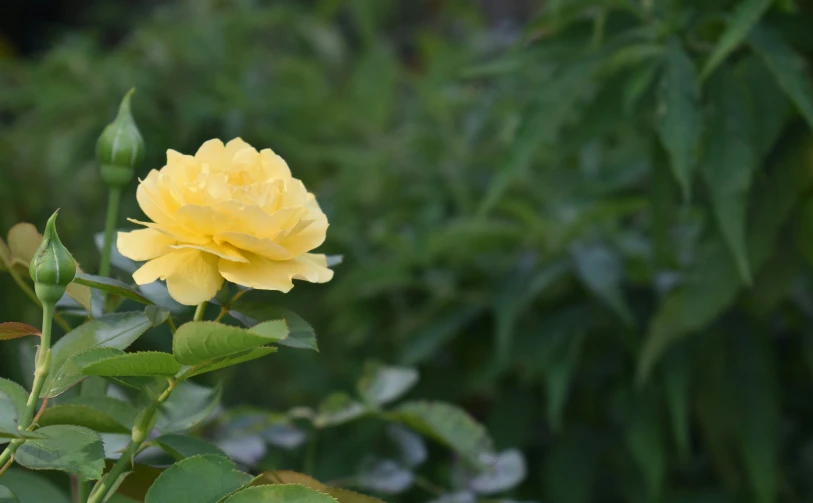 a closeup view of a yellow flower surrounded by green foliage