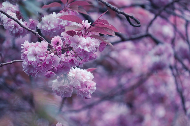 the nches of trees are full of blooming purple