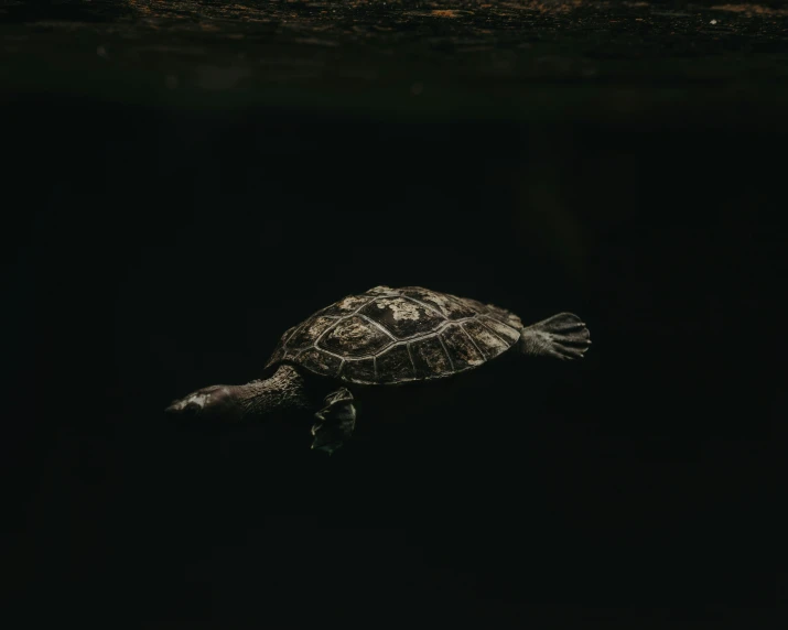 a small turtle swims in the dark water