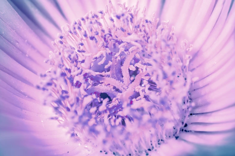 a close up view of the inside of a flower