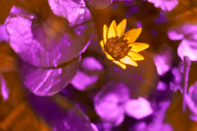 the yellow flower has yellow petals in it