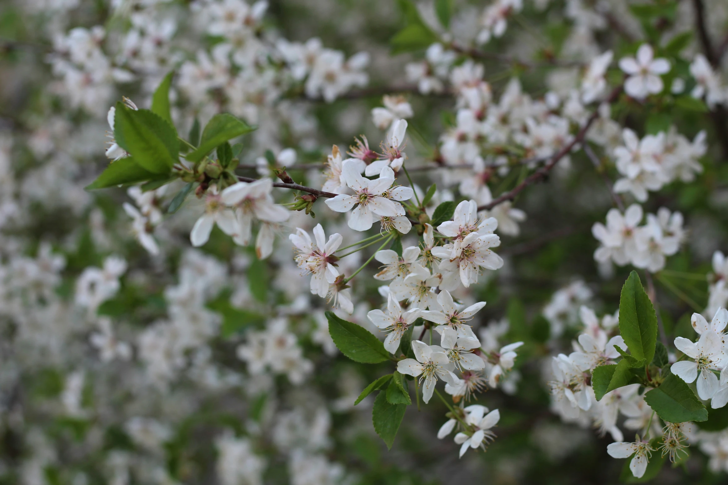 this tree has many blooms on it