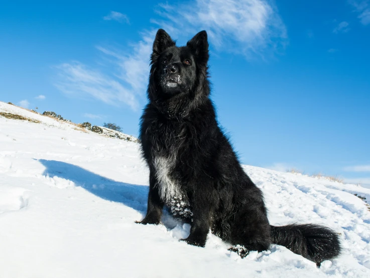 a very large black dog sitting in the snow