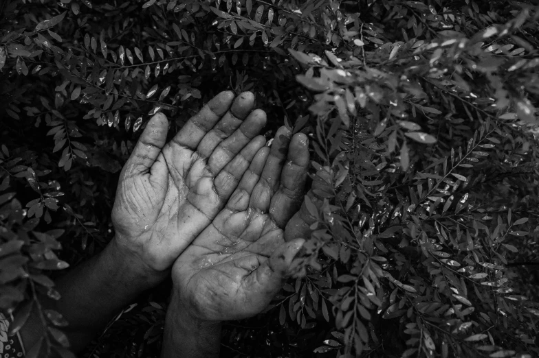 a black and white po of hands reaching into leaves