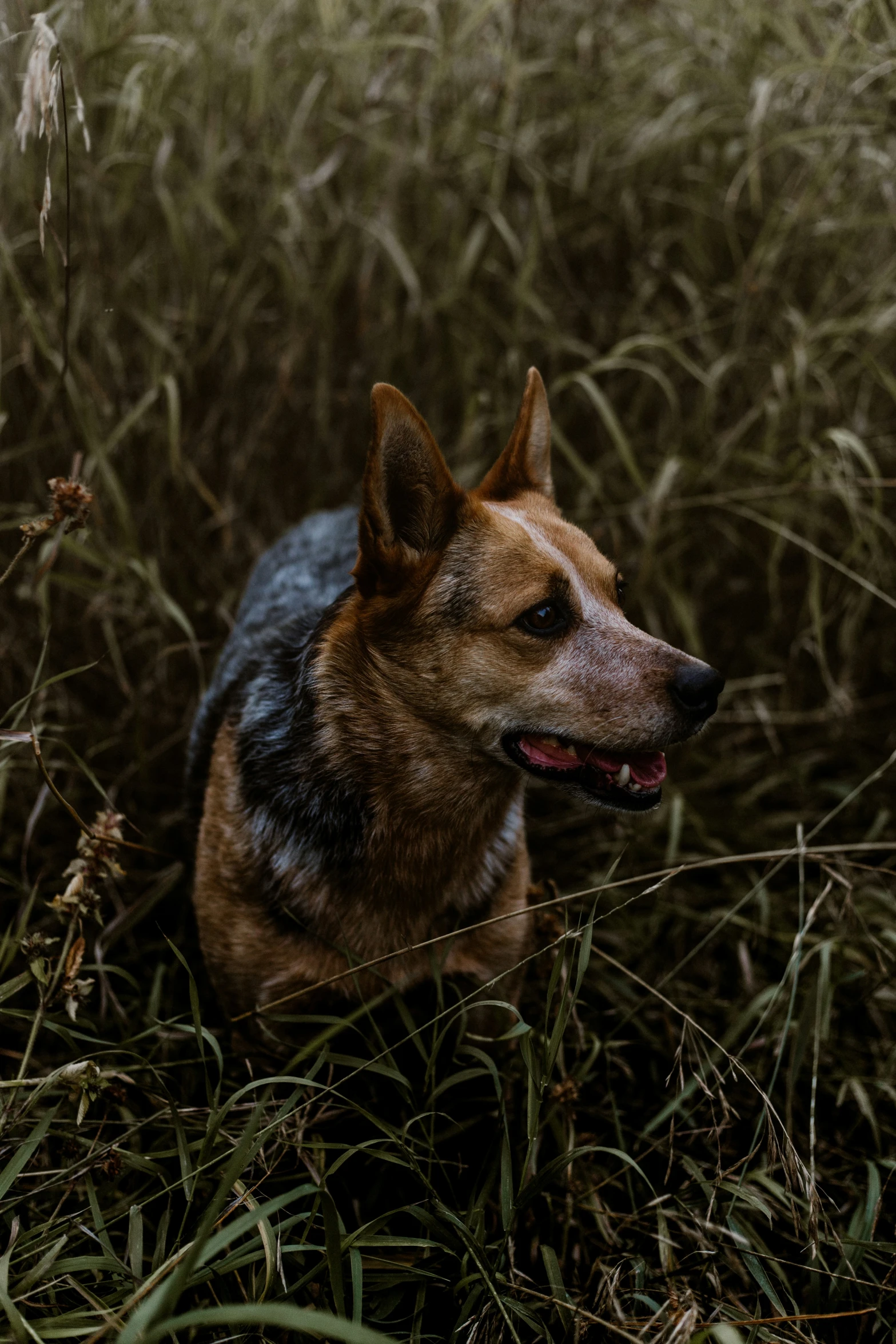 a dog with its head slightly hidden among some tall grass