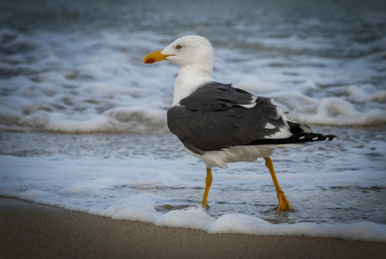 a bird standing in shallow water near shore