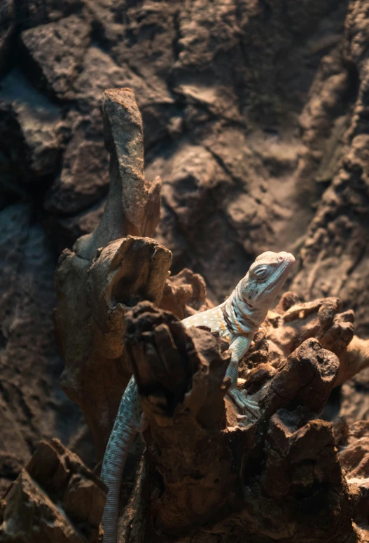 a lizard sitting on a rock formation on a sunny day