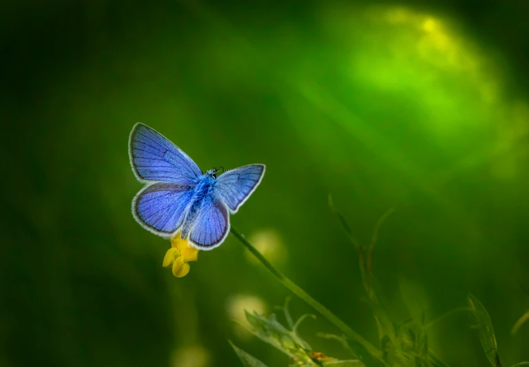 a blue erfly flying past a yellow flower