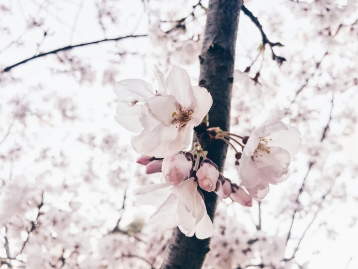 an apple blossom tree with white and pink flowers