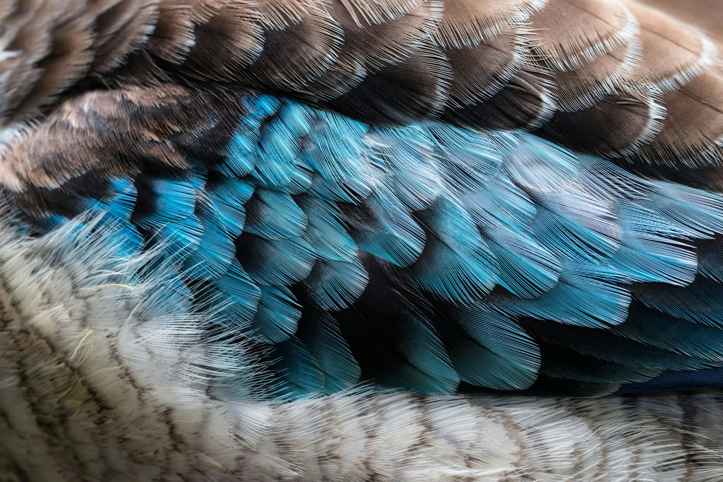 an image of close up on the feathers of a bird
