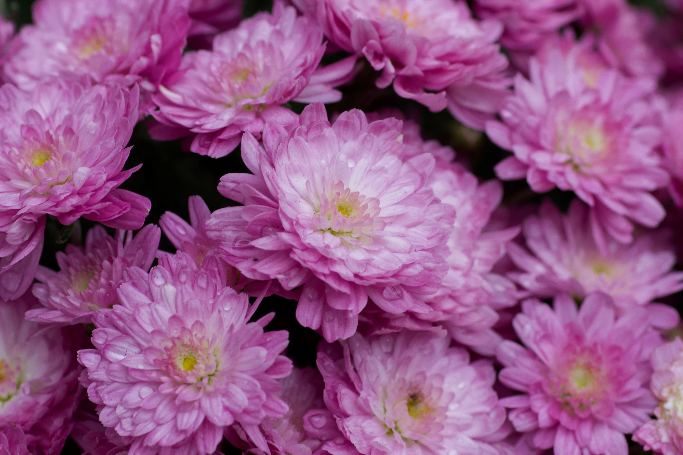 a pink flower is shown close up