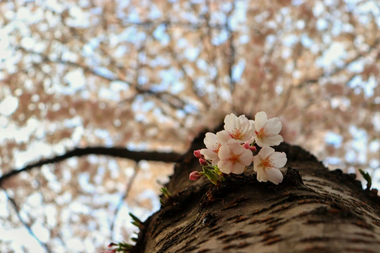 three flowers that are on the side of a tree