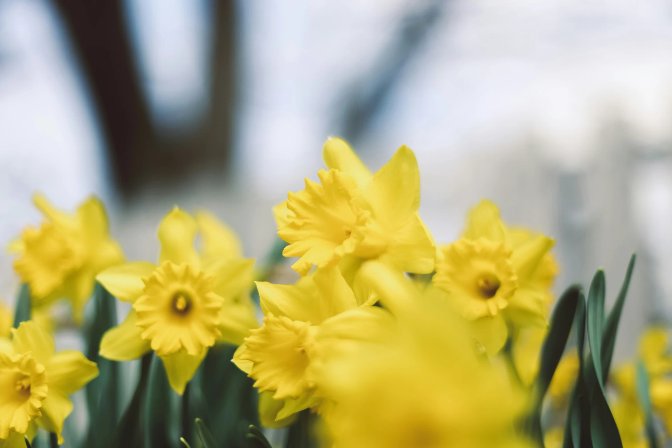 a group of yellow flowers that are close to each other