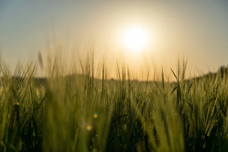 some green grass on a sunny day with the sun shining