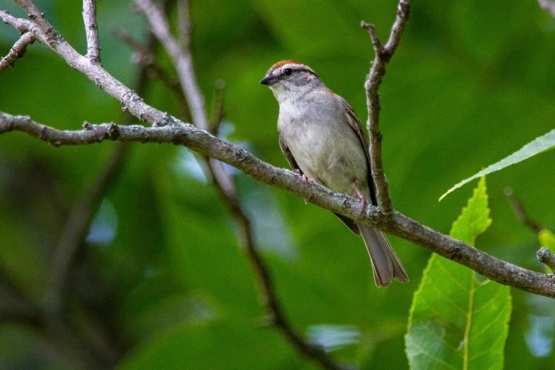 a bird perched on top of a nch next to trees