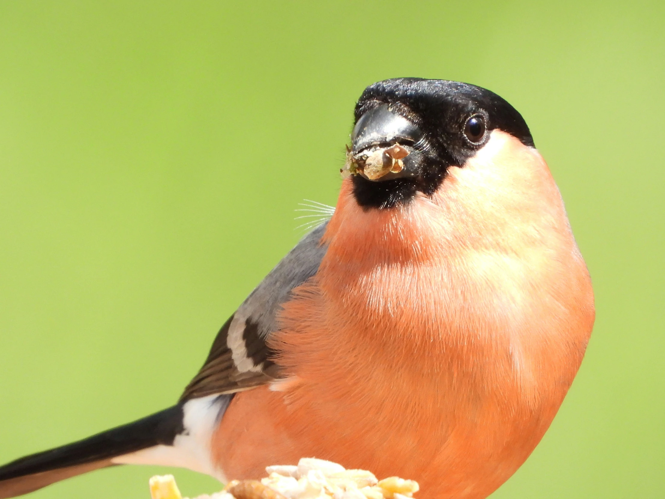 the bird is perched on top of the perch