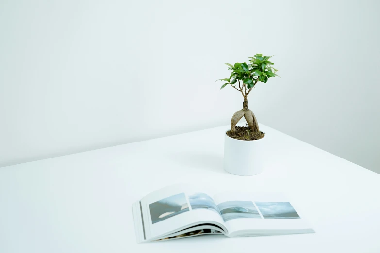 there is a book and a small potted plant