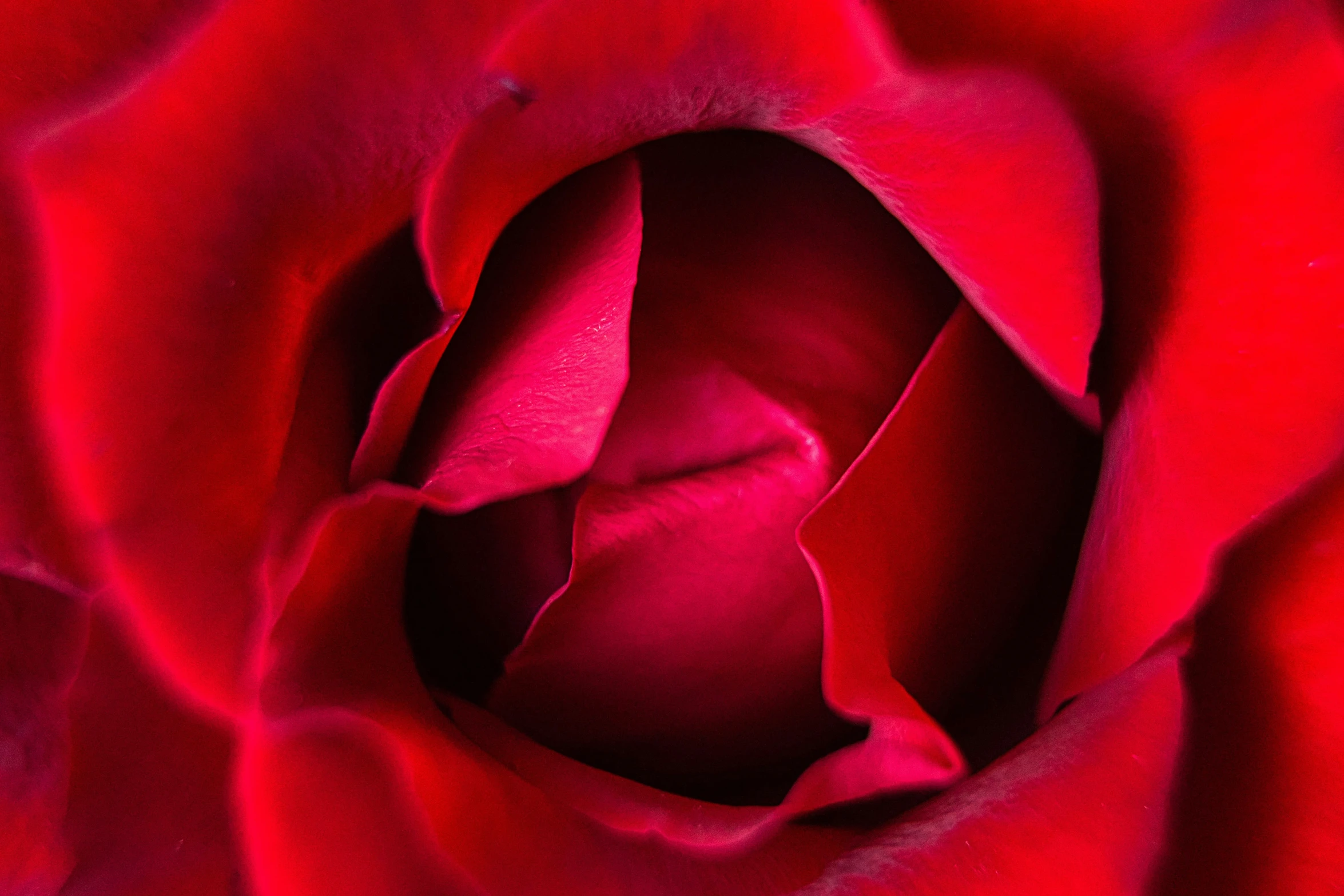 an image of a red rose flower with no petals