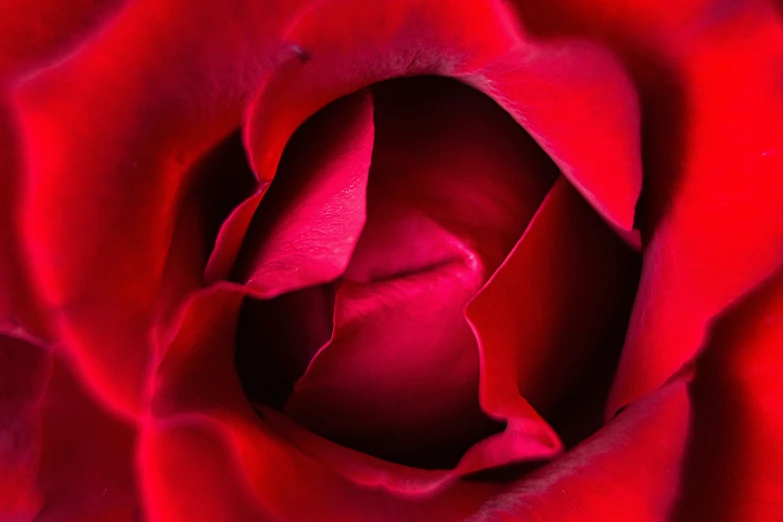 an image of a red rose flower with no petals