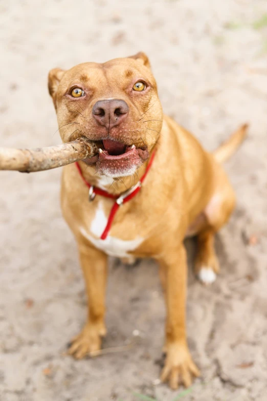 a dog with a stick in its mouth