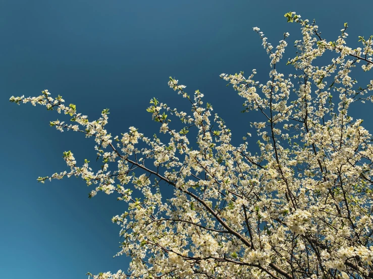 a white blooming tree on a blue sunny day