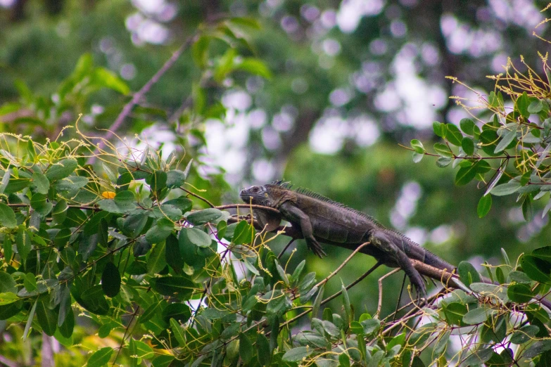 a small lizard sitting on the side of a tree nch