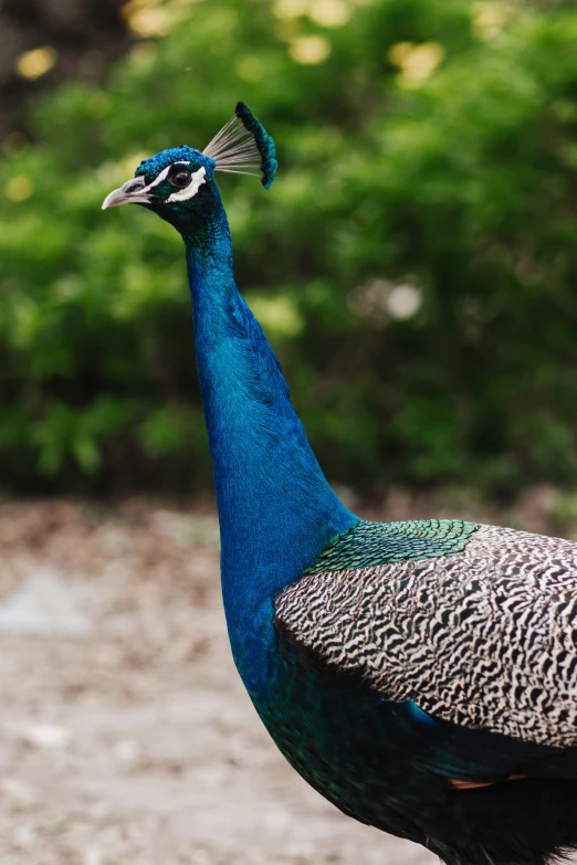 an image of a peacock with its tail flapping