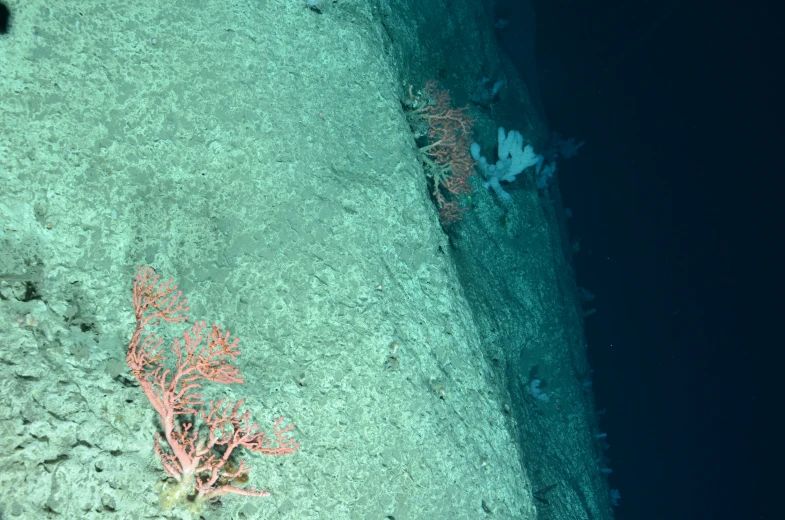 an aerial s shows the corals of a coral tree