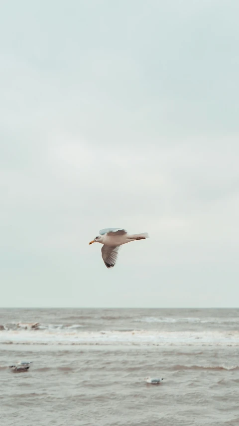 a bird is flying over the ocean water