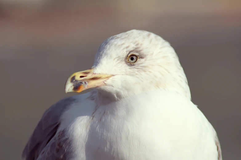 a white bird with a yellow beak and black head