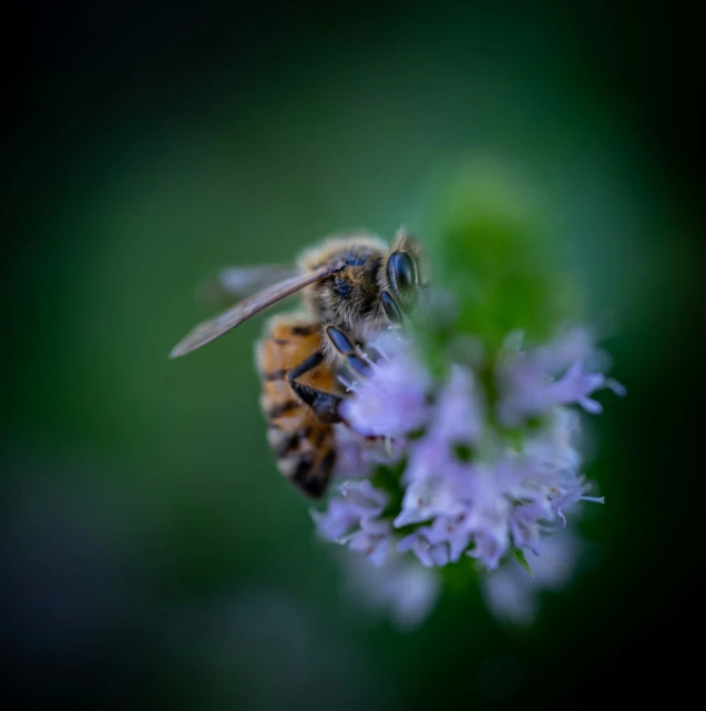 the bee is flying near a small purple flower