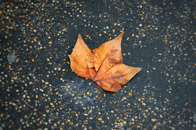 a leaf laying on asphalt with gravel around it