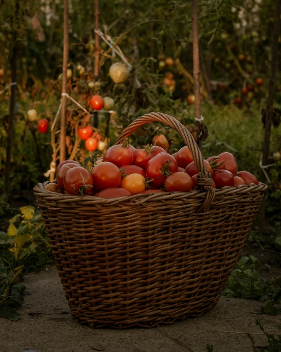 a basket full of tomatoes in the middle of some bushes