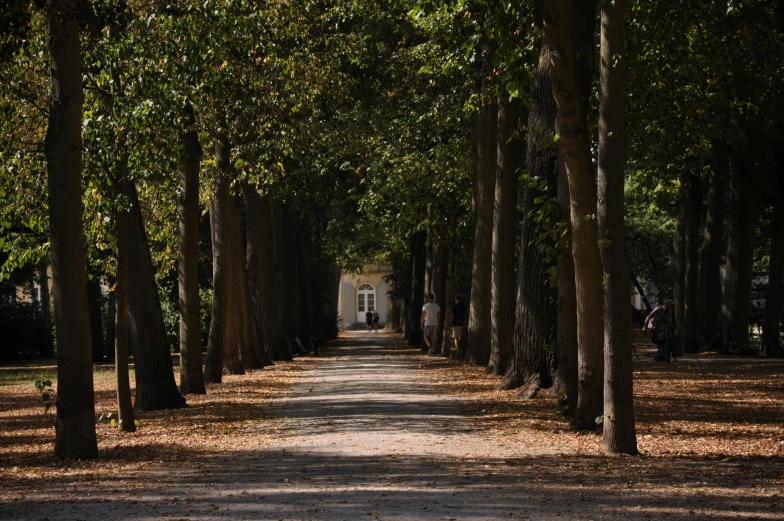 trees lining a path near a building and a walkway