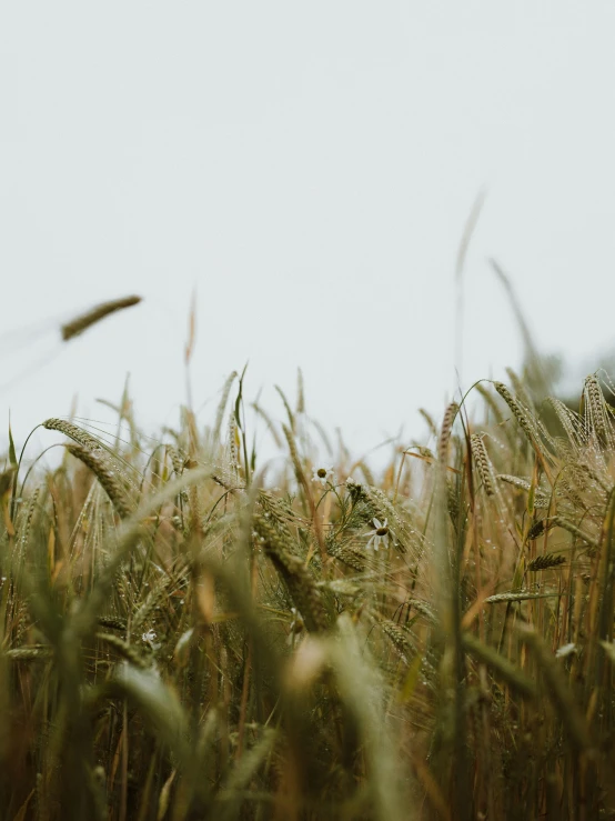 a po of green grass during the day