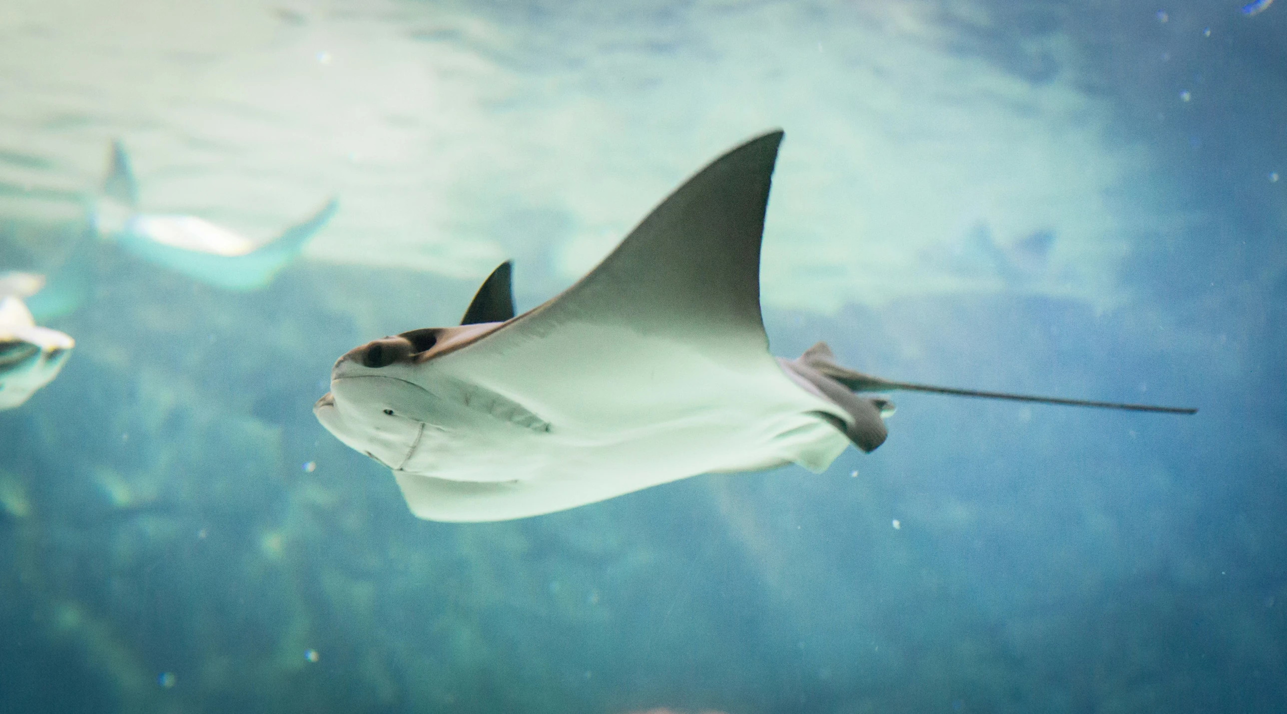 a stingper swims in a blue - colored ocean