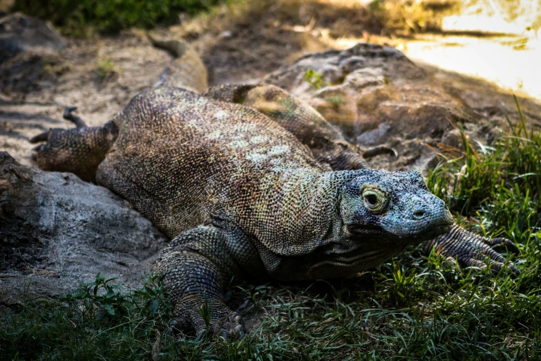 large monitor lizard sitting in the grass