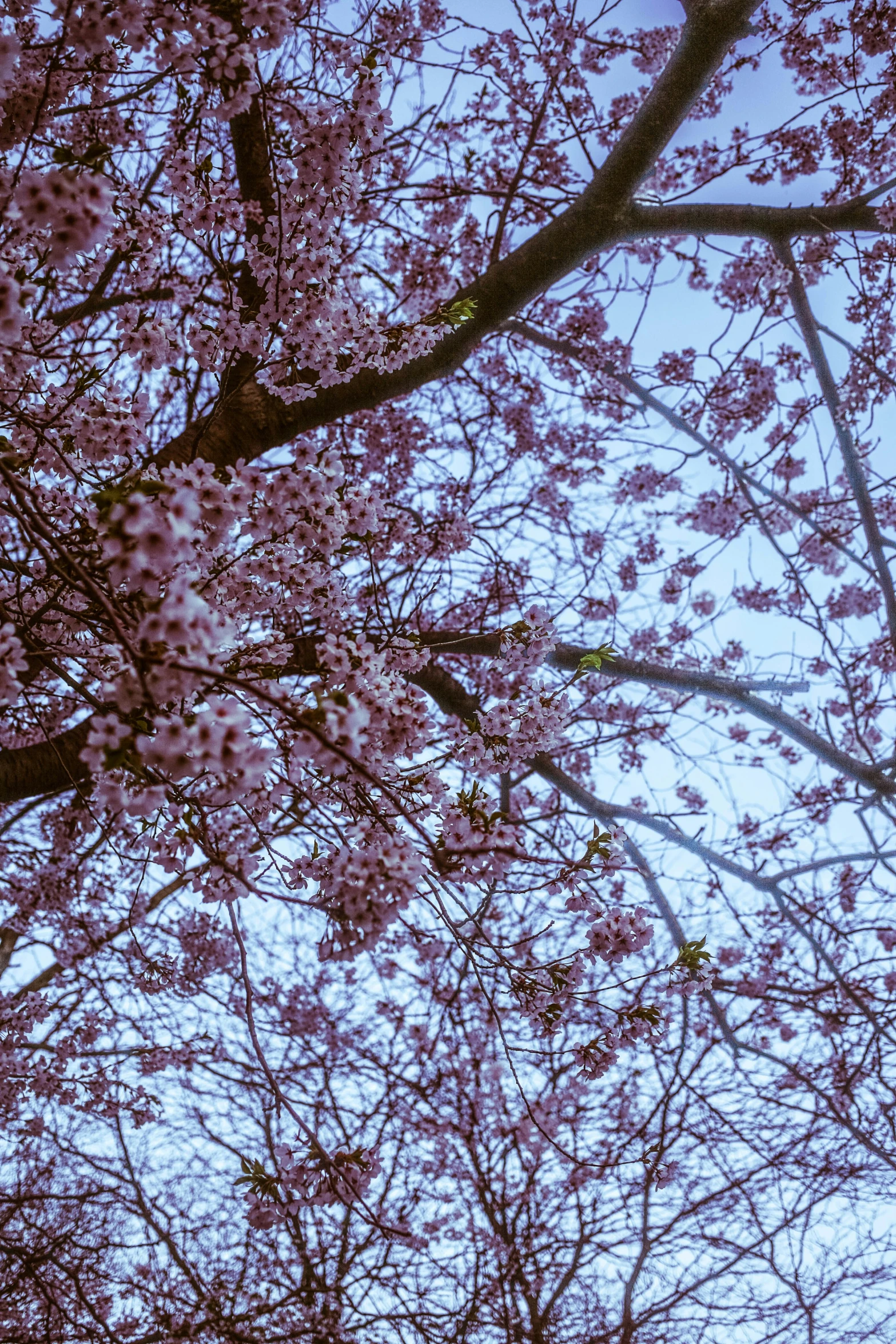 flowering tree nches in full bloom against the cloudy sky