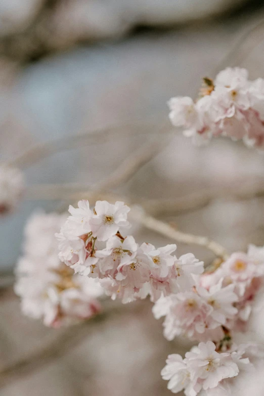 a tree with many small pink flowers hanging off of it's nches