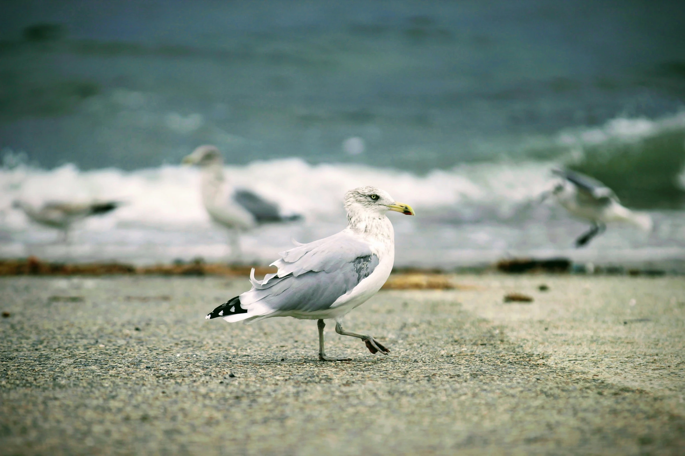 several seagulls in the sand near the water